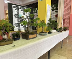 U apatinskoj školi ODRŽANA IZLOŽBA bonsai stabala i egzotičnih paukova