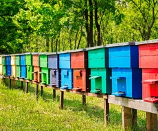Počele prijave za SUBVENCIJE ZA PČELARE