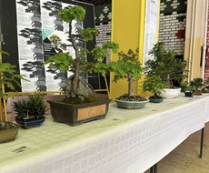 „Bonsai izložba – bubastična biologija“ 5. jula u OŠ „Žarko Zrenjanin“ Apatin
