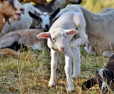 KONKURS za unapređenje stočarske poljoprivredne proizvodnje otvoren do 15. septembra