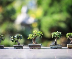 Druga „Bonsai izložba“ u Apatinu zakazana za 27. april