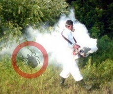 Sutra započinje akcija suzbijanja krpelja na teritoriji opštine Apatin