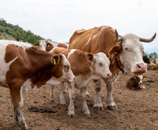 Konkurs za podsticaje za premiju osiguranja biljaka i životinja otvoren do 25. novembra