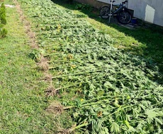 U OKOLINI KULE OTKRIVEN ZASAD INDIJSKE KONOPLJE