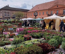 Međunarodni FESTIVAL CVEĆA u Somboru otvoren do 22. aprila