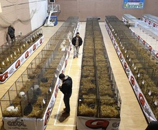 Do nedelje u Somboru 47. Međunarodni SAJAM PERADARSTVA