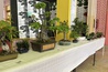 „Bonsai izložba – bubastična biologija“ 5. jula u OŠ „Žarko Zrenjanin“ Apatin