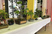 „Bonsai izložba – bubastična biologija“ 5. jula u OŠ „Žarko Zrenjanin“ Apatin