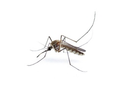 ŽEĐU UBIJAJU KOMARCE: Insekti udružili Vojvodinu sa Baranjom i Slavonijom, hvataće krvopije u klopke koje oponašaju ljudski miris