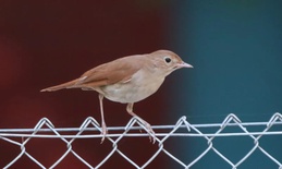 Manifestacija “Noć slavuja” u Apatinu 24. aprila, prijave do 21. u mesecu