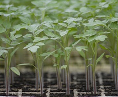 Otvoren KONKURS za subvencije u organsku biljnu proizvodnju