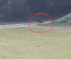 OBAVEŠTENJE ZA JAVNOST: CRNI PANTER DANAS UOČEN U BLIZINI BANJE JUNAKOVIĆ