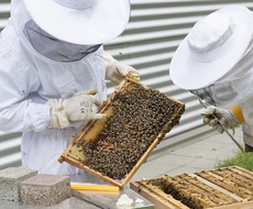 DVA nova KONKURSA za vojvođanske pčelare