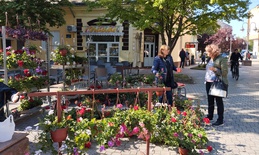 U toku prijave za tradicionalnu “Cvetnu pijacu” u Apatinu